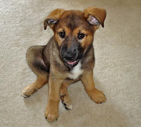 some random German shepherd mix, not the perpetrator in this story