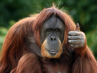  Funny  Animals Funny Orangutan  Pictures Images