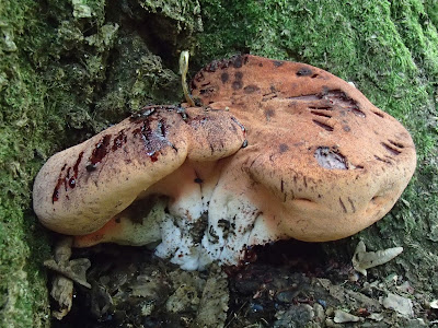 ozorek dębowy, Fistulina hepatica