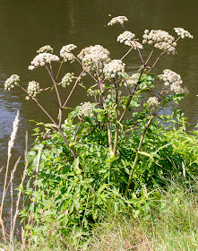 Wild Angelica, Angelica sylvestris.   On the River Medway downriver from Hartlake Bridge, 25 July 2014.