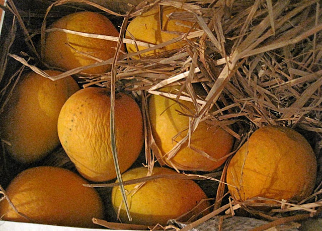 close-up of mangoes