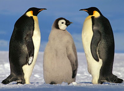 Penguin information 