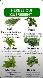 thym, persil, romarin, basilic, menthe, herbes médicinales, bienfaits des herbes, plantes médicinales, infusion naturelle, santé naturelle, remède naturel, digestion, immunité, anti-inflammatoire, detox, remèdes de grand-mère, phytothérapie, herbes aromatiques, bien-être, médecine naturelle