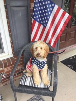 Dog on Independence Day