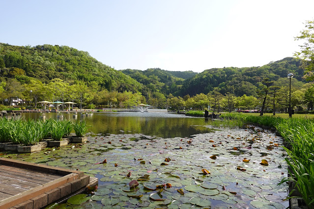 鳥取県東伯郡湯梨浜町藤津 東郷湖羽合臨海公園あやめ池公園