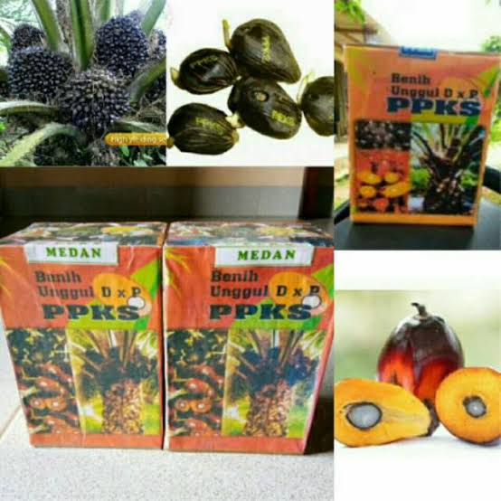 BIBIT BENIH POLONG KECAMBAH KELAPA SAWIT PPKS DxP ORIGINAL ASLI MEDAN