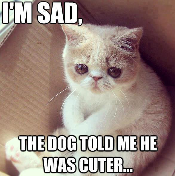 Cute kitten: I39;m sad  the dog told me he was cutter