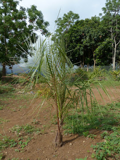 Parajubaea torallyi var. microcarpa - Cocotier de Bolivie