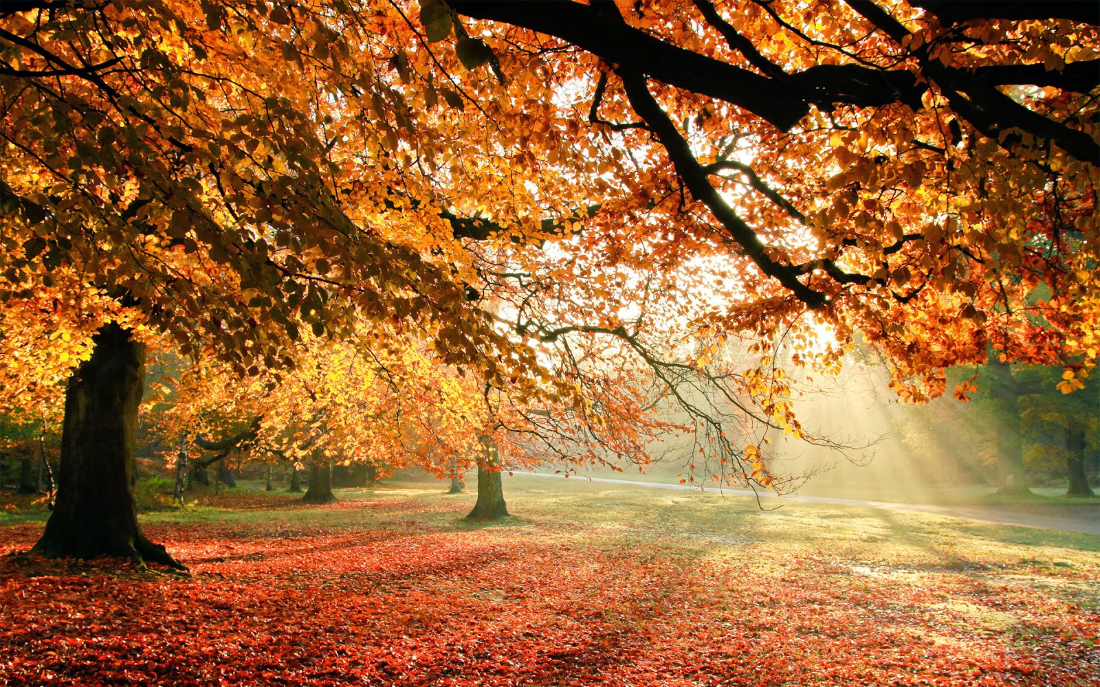 http://funnywallpapers4all.blogspot.com/2014/02/autumn-trees-sun-light-funny-wallpapers.html