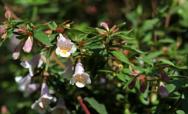 Abelia Parvifolia Flowers