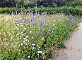 Chicory, Cichorium intybus, in Jubilee Country Park.  21 July 2013.