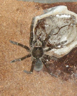 Goliath Birdeater