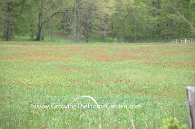 cover crop, red clover