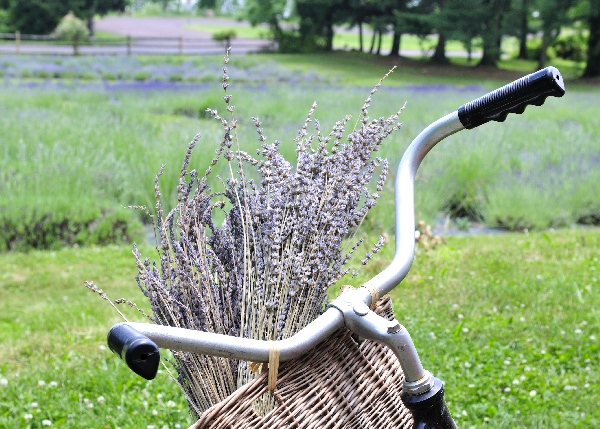 Lavender used in cooking is called CULINARY LAVENDER, mostly English 