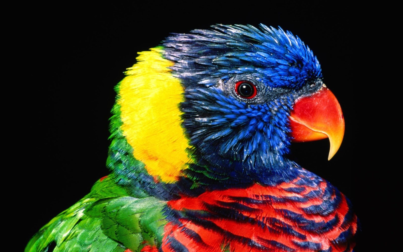 Parrots bird HD Wallpaper and video | Files Gallery