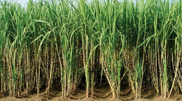 Sugarcane cultivation/Processing Business Plans and Feasibility Report