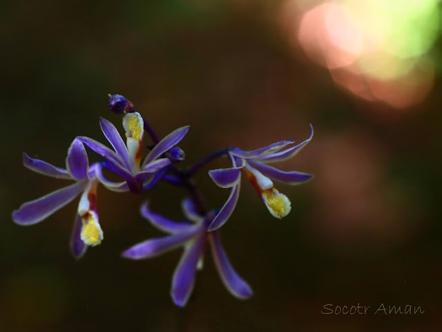 Lecanorchis japonica