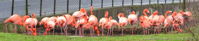 2013-01-05 Whipsnade 016