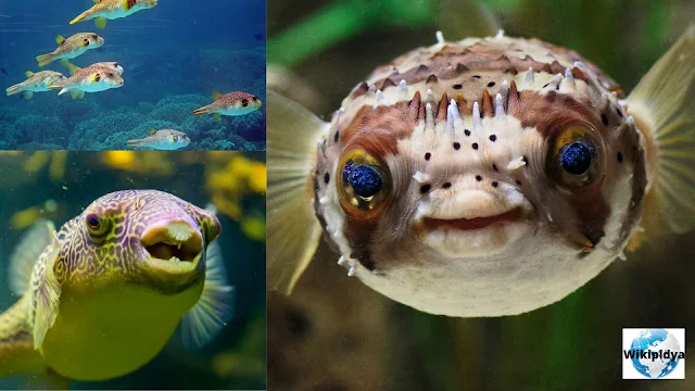 Puffer fish, Description, Habitat, Diet, Reproduction, Behavior, Threats, and facts swikipidya/Various Useful Articles