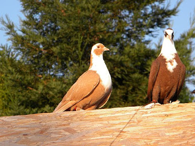 Shirazi Pigeon - Shakhsharli Tumbler Pigeon