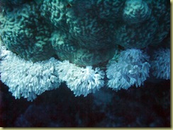 Anenomes