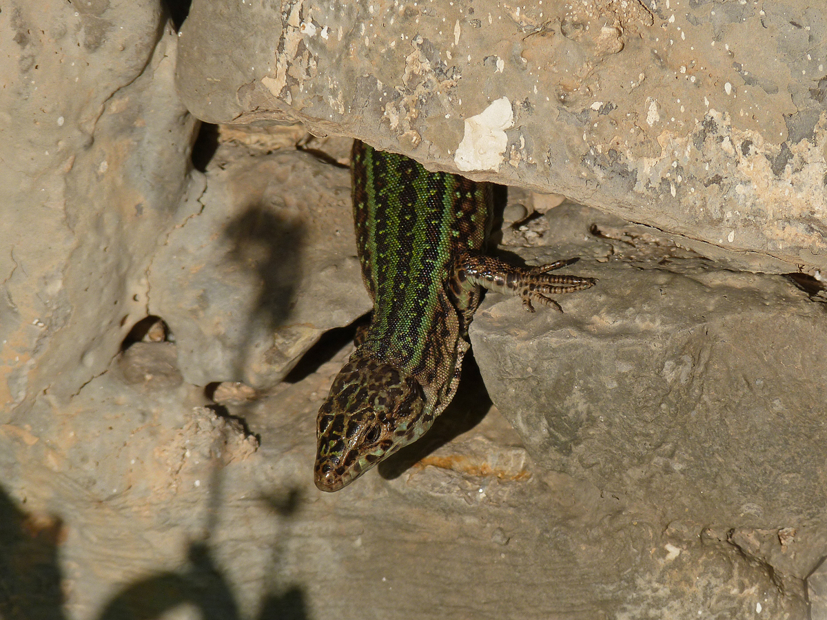 the wall lizards in ibiza are ibiza wall lizard podarcis ...