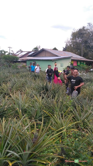 kebun nanas