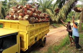 Berikut Daftar Harga TBS Kelapa Sawit Riau Sepekan Kedepan