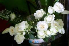 Budidaya, Mawar, Holland, Budidaya mawar holland, Mawar merah, Mawar putih