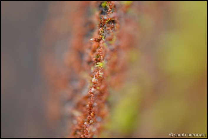 DSC_0050 (3)