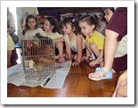 maternal-recebe-visita-da-galinha (3)