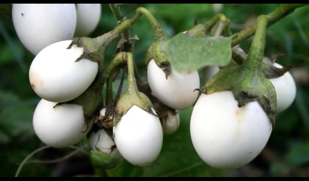 Los frutos, berenjenas con forma de huevos de gallina en la planta Solanum ovigerum