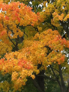 Fall Tree