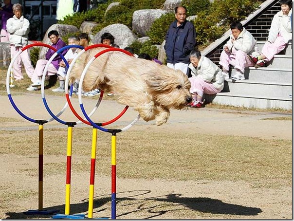 cães extintos na coreia recuperação (5)