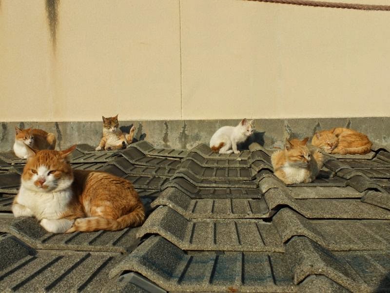 cat island,  the cat island,  island of cats, 	 cat island japan,  japanese island of cats,  japan cat island,  aoshima,  japanese cat island,  island cat,  aoshima island,  aoshima cat island,