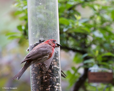 Words In Our Beak’s goal is to open readers to a simple understanding of the winged world and their environment. Set in a rooftop urban garden in New York City, my story is told in the voice of Cam, a female cardinal, who visits it. Words In Our Beak is directed to children and adults who are curious about birds, and want to learn about them from a unique perspective. The book includes hundreds of images of flora and fauna, links to movies, as well as to informative narratives that have been created by the author.  Now in Apple’s iBooks store @ https://itunes.apple.com/us/book/words-in-our-beak/id1010889086?mt=11