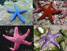 Rainbow seastars!