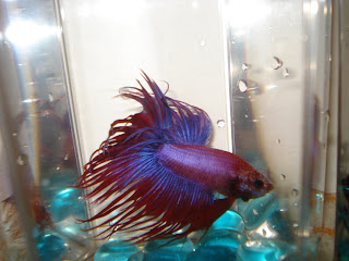 purple crowntail betta