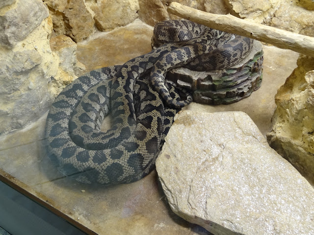 2017.08.07-037 python tapis du Norf