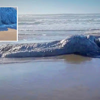 Lelaki terkejut temui bangkai makhluk gergasi terdampar di tepi pantai