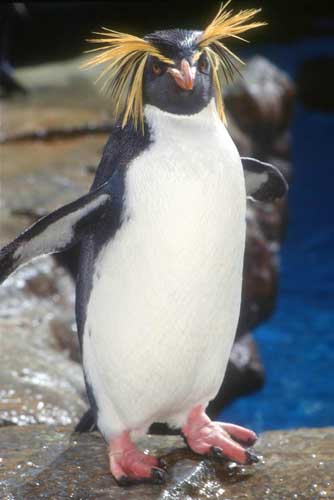 a beautiful Rockhopper Penguins is standing with full of style and action