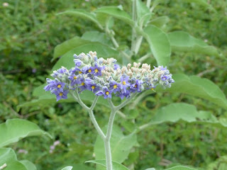 Solanum mauritianum - Bringellier marron