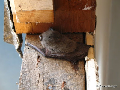  Bat on the top corner of the door-frame.