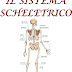 Studiamando le Scienze: Il sistema scheletrico