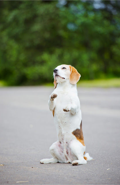 Lab beagles adjust well to family life when rehomed. Frequent R+ training is suggested, as this cute beagle shows off a trick