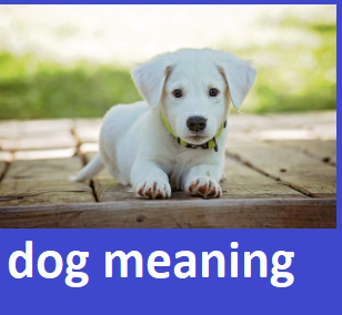 dog meaning in punjabi