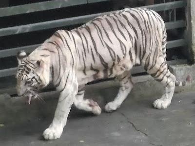 Foto harimau putih di kebun binatang gembiraloka