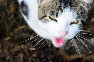 Male cat in Puriscal, Costa Rica