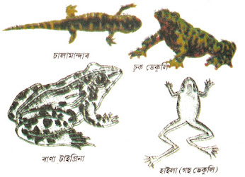 উভচৰ প্ৰাণী