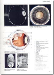 129 Bulbo Ocular